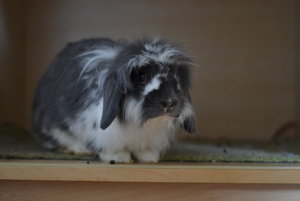 Benni_3.jpg Benni_3.jpg