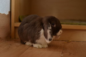 Luno_3.jpg Luno_3.jpg