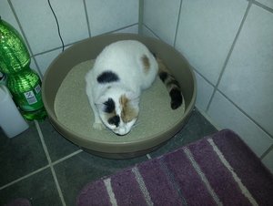 Marie liegt im Klo.jpg