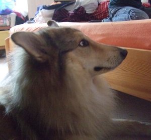 Rocky bitte tut mir nichts.JPG