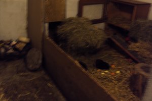 Tiere&Freunde 031.JPG