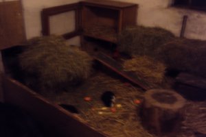 Tiere&Freunde 032.JPG