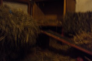 Tiere&Freunde 037.JPG