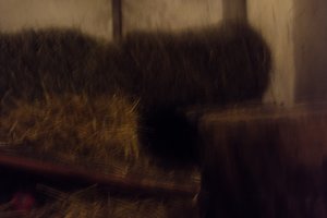 Tiere&Freunde 038.JPG