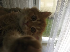 guckguck.jpg guckguck.jpg