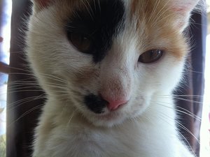 Marie Pinguin.jpg Marie Pinguin.jpg