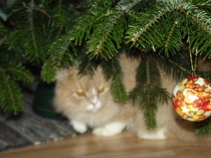 13391883lo.jpg 13391883lo.jpg