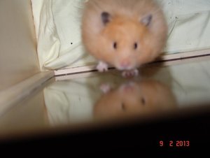 der doppelte Hamster.JPG