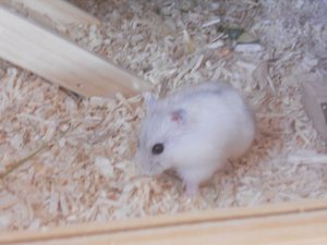 DSCN0005 (800x600).jpg