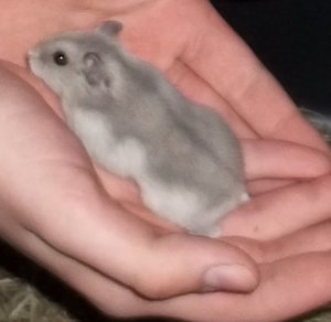 fertig 3.JPG fertig 3.JPG