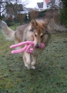 Rocky mit Pink Kong rennt klein.JPG Rocky mit Pink Kong rennt klein.JPG