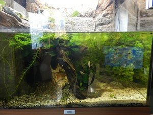 DSCN1526 (Kopie) (Kopie).JPG