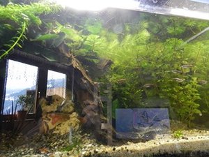 DSCN1531 (Kopie) (Kopie).JPG