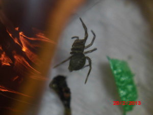 1.Enthäutun 014.JPG