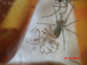 1.Enthäutun 113.JPG