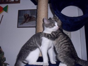 Hab dich lieb.jpg Hab dich lieb.jpg