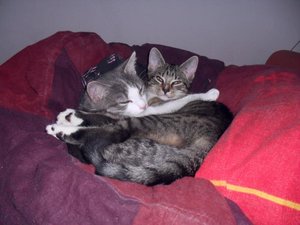 Kuschelkatzen.jpg