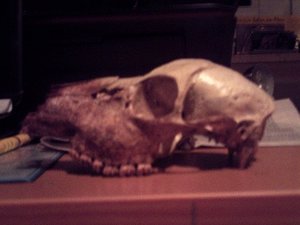 Tierschädel 118.JPG