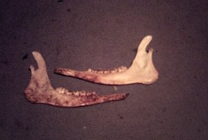 Tierschädel 090.JPG