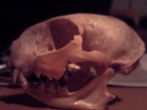 Tierschädel 115.JPG