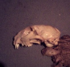 Tierschädel 101.JPG