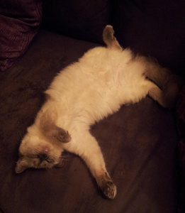 kimbee_bauch.jpg kimbee_bauch.jpg