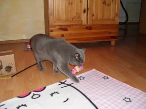 DSCI0052 (500x375).jpg