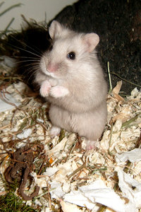 Peanie1.jpg Peanie1.jpg