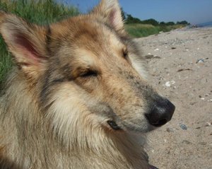 Rocky in der Sonne 2012.JPG