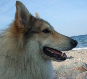 Rocky Nase 2013 Fehmarn.JPG