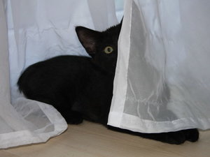 Otto August12500.jpg