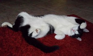 Josie2.JPG Josie2.JPG