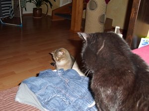 DSCI0071 (500x375).jpg