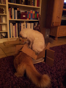 Karton.jpg Karton.jpg