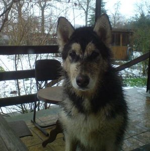 larry dreifarbig.jpg