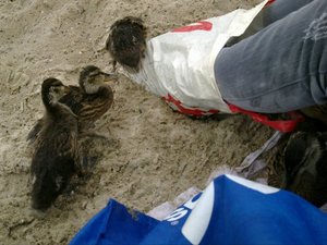 270626_135315876548365_6242297_n.jpg 270626_135315876548365_6242297_n.jpg