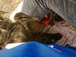 260003_135315976548355_622865_n.jpg 260003_135315976548355_622865_n.jpg