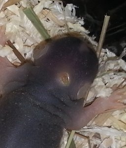 babyratte_2.jpg