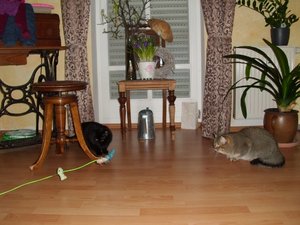 DSCI0086 (500x375).jpg