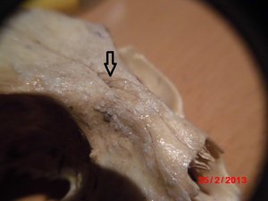 Detail Katzenschädel.JPG