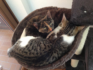 FlixLea2.jpg FlixLea2.jpg