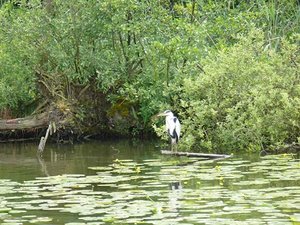 Graureiher 004 (Kopie) (2).JPG