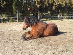 t lernt Reiten 023 - Kopie.JPG