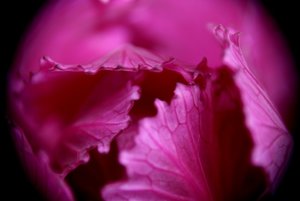 IMG_8375web.jpg IMG_8375web.jpg