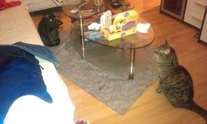 Shiva und Feris 1.jpg