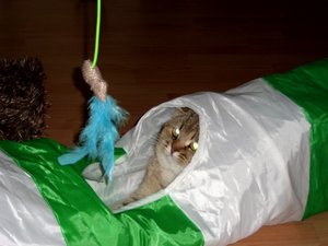 DSCI0008 (500x375).jpg DSCI0008 (500x375).jpg