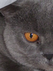 DSCI0056 (372x500).jpg DSCI0056 (372x500).jpg