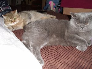 DSCI0002 (500x375).jpg DSCI0002 (500x375).jpg