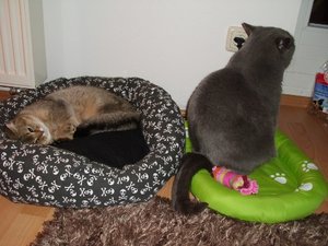 DSCI0011 (500x375).jpg