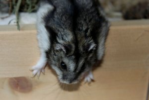 kleiner gemacht 4.jpg kleiner gemacht 4.jpg